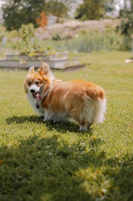 柯基犬