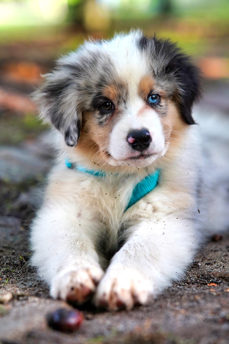 柯基犬
