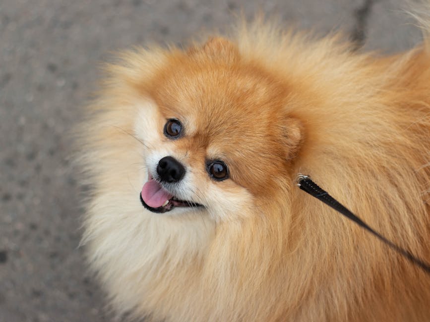 松鼠狗