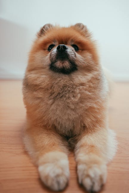 松鼠狗