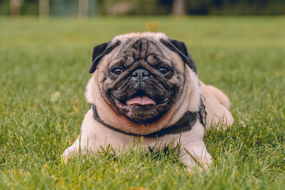 八哥犬