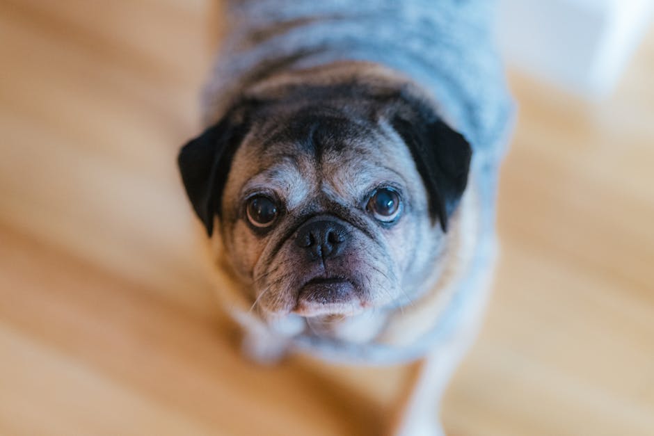 八哥犬