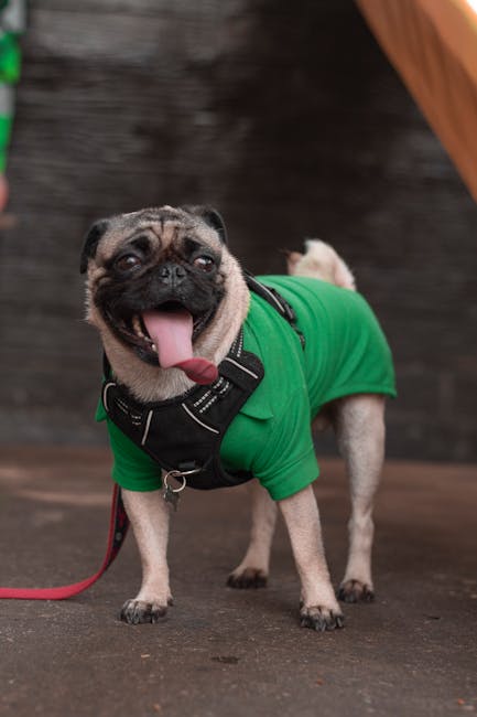 八哥犬