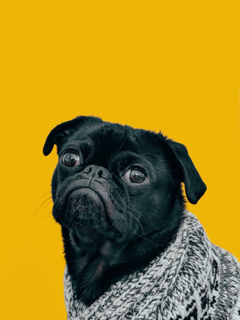 八哥犬
