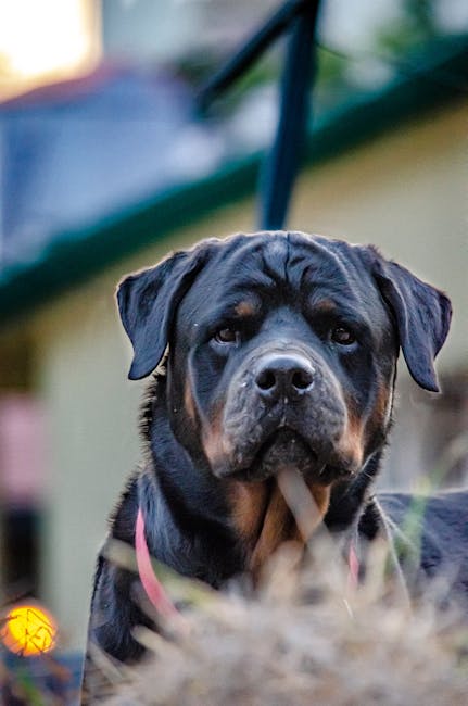 羅威納犬
