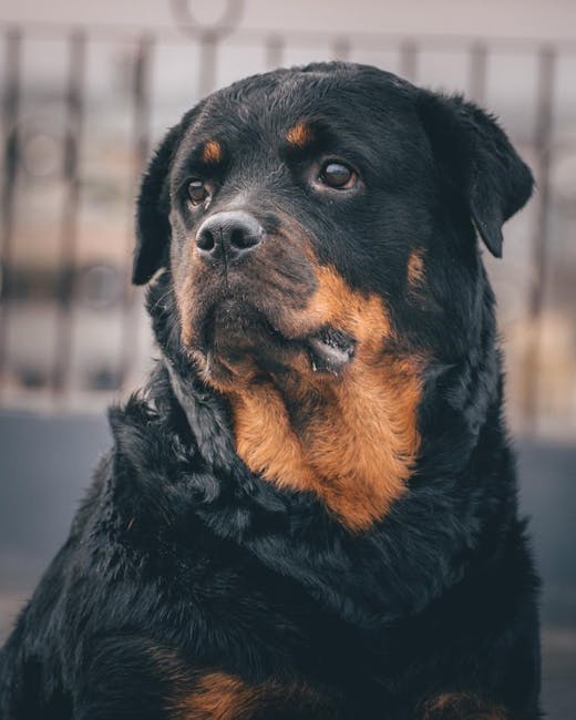 羅威納犬