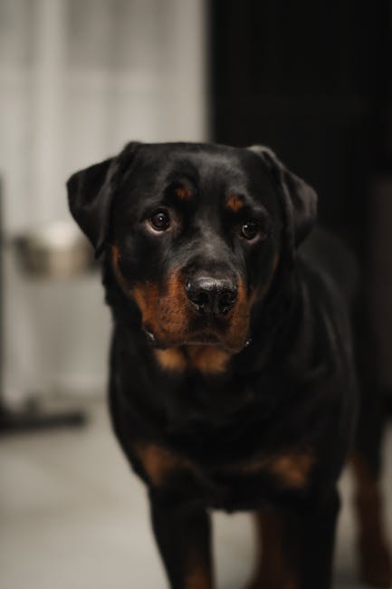 羅威納犬