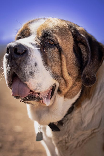 聖伯納犬
