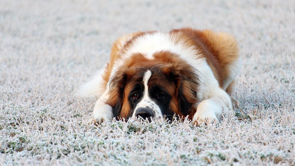 聖伯納犬
