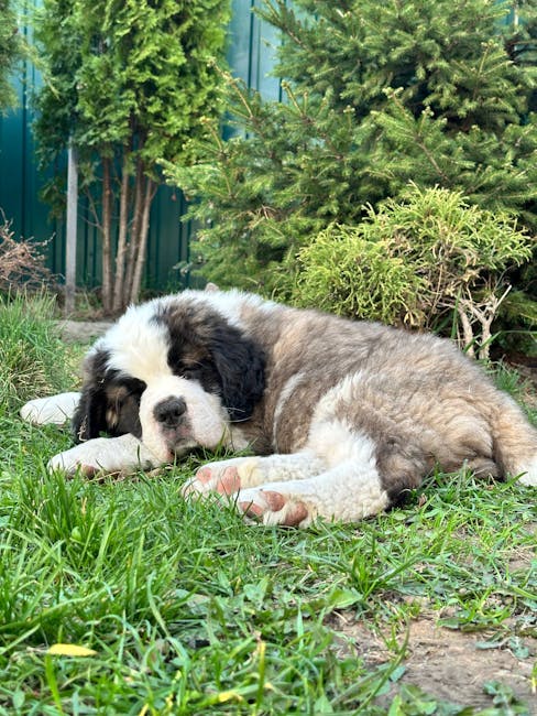 聖伯納犬