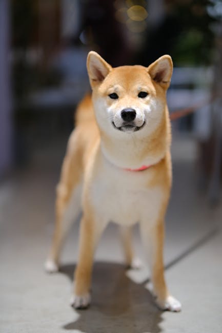 柴犬