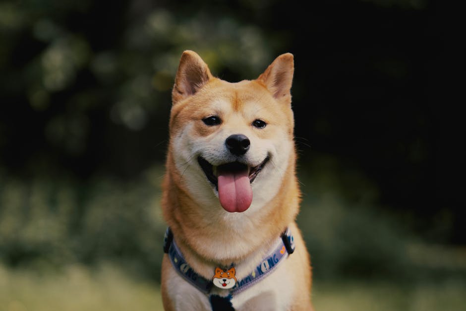 柴犬