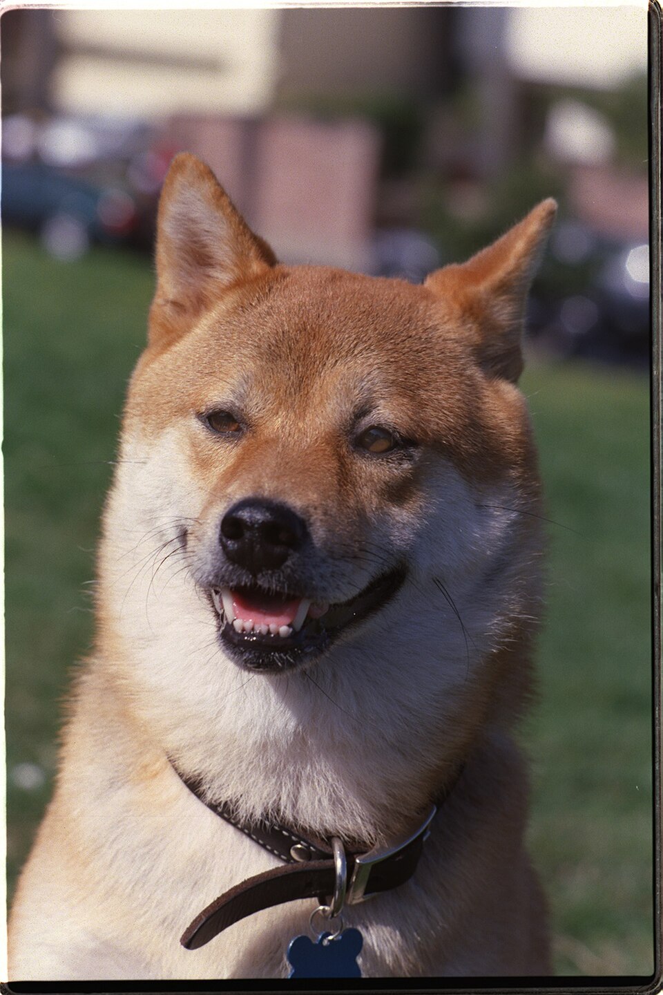 柴犬