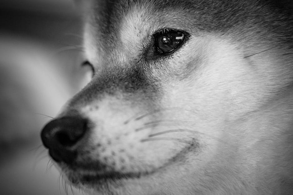 柴犬
