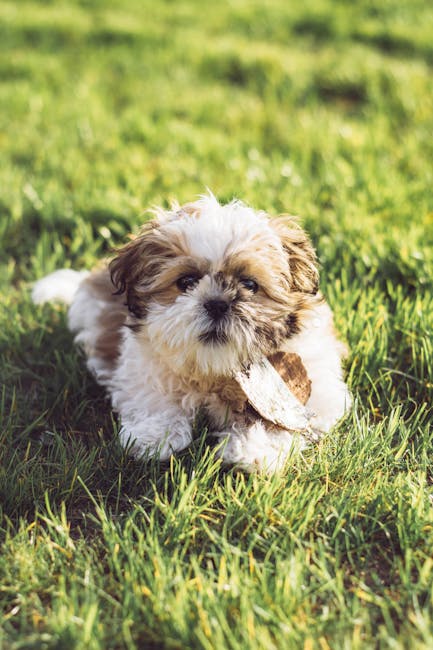 西施犬