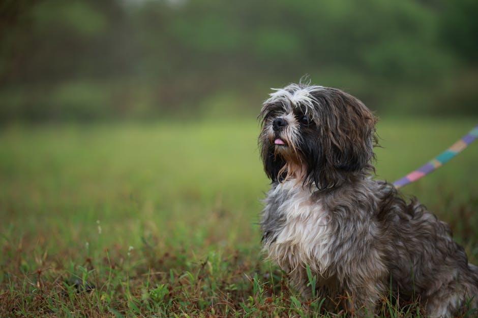 西施犬
