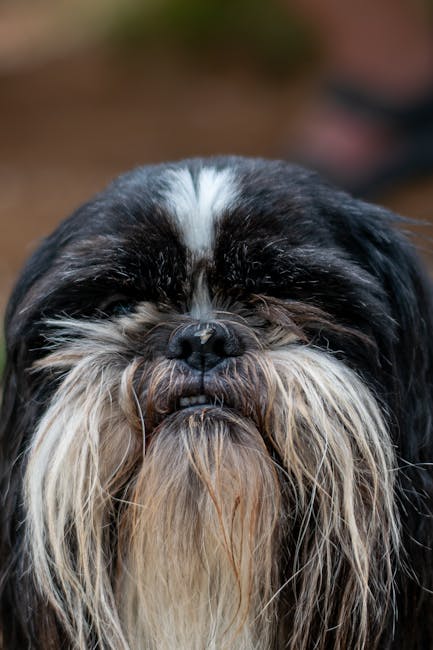 西施犬