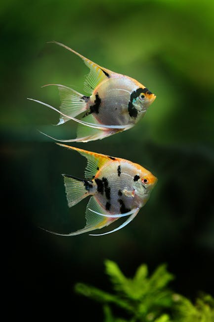 神仙魚