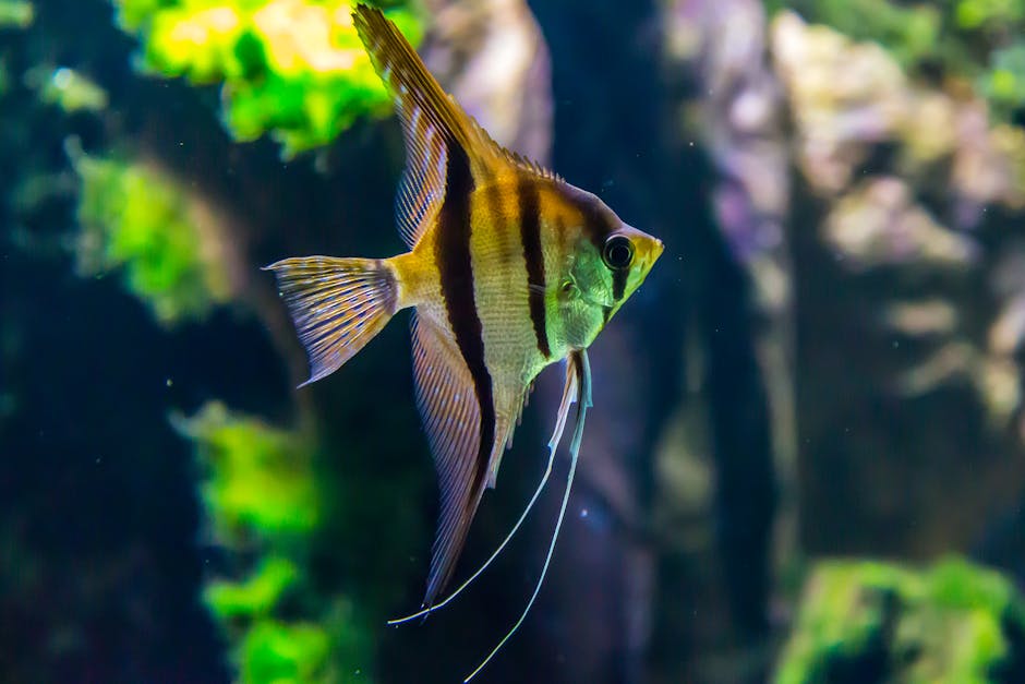 神仙魚