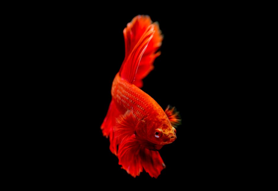 鬥魚
