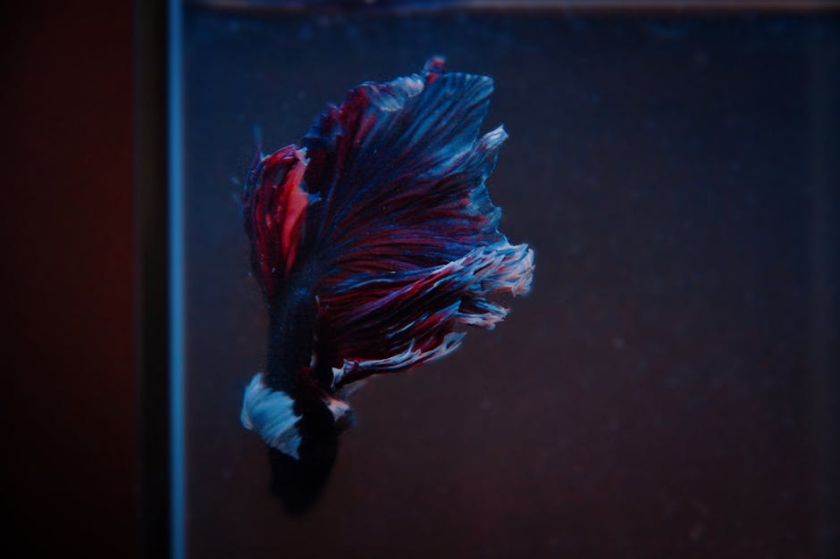 鬥魚