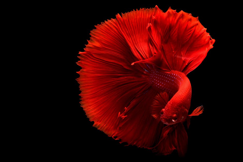 鬥魚
