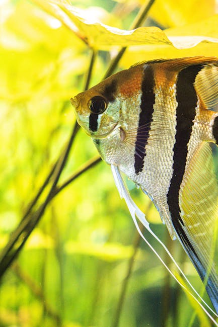 七彩神仙魚