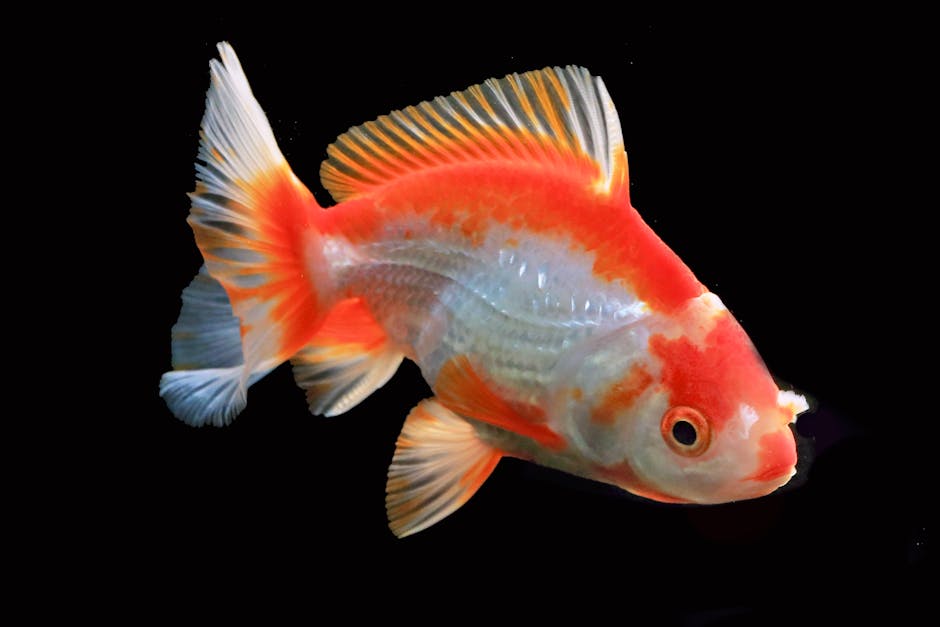 金魚