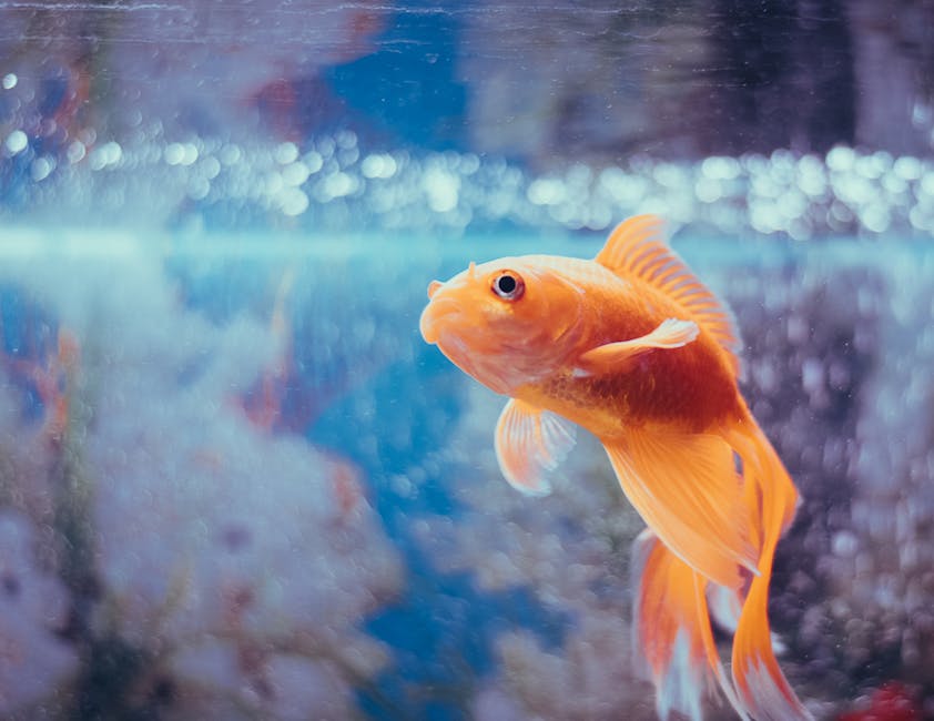金魚