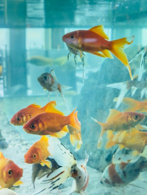 金魚