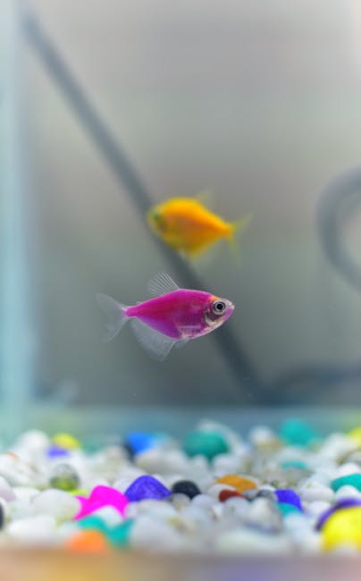 孔雀魚