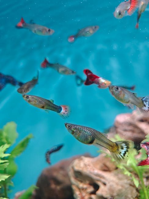 孔雀魚