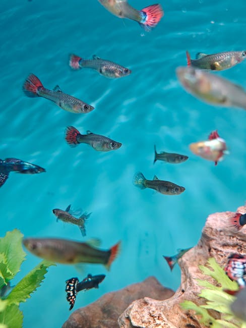 孔雀魚