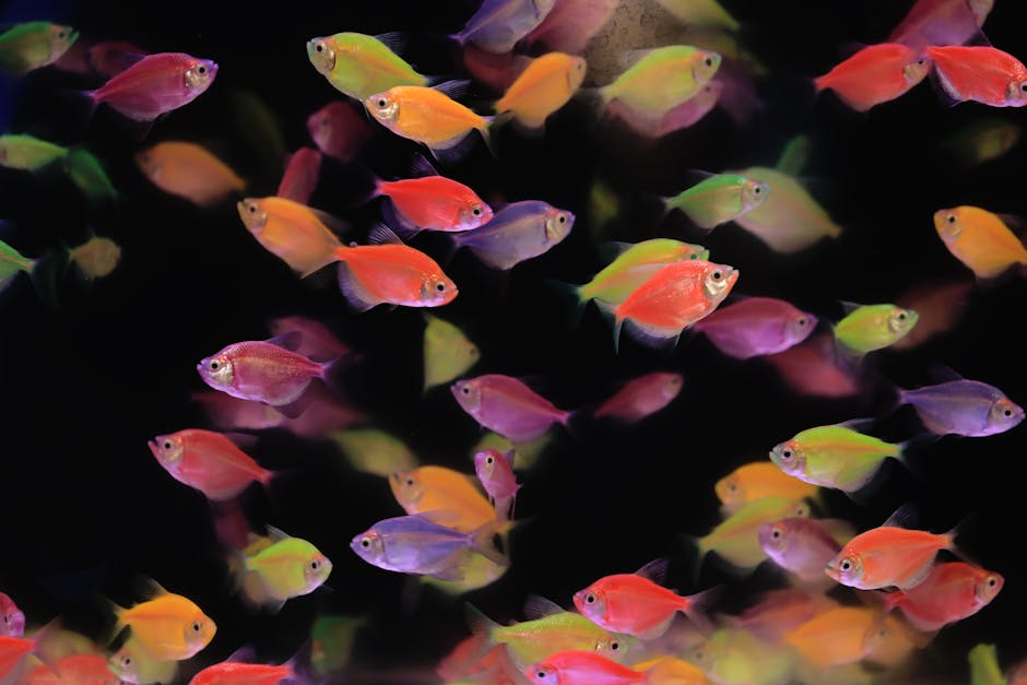 霓虹燈魚
