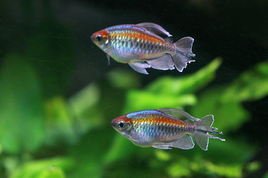 霓虹燈魚