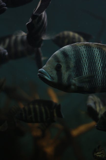 鬥魚