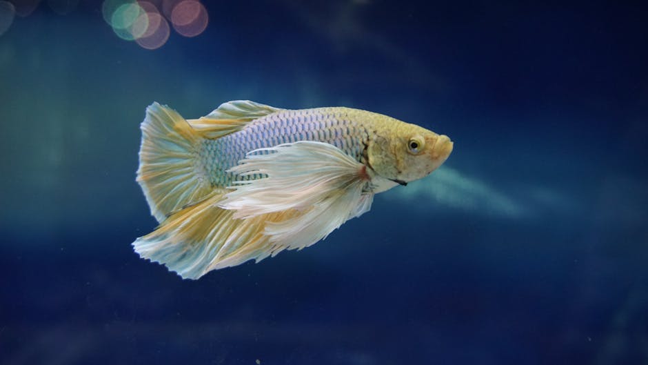 鬥魚