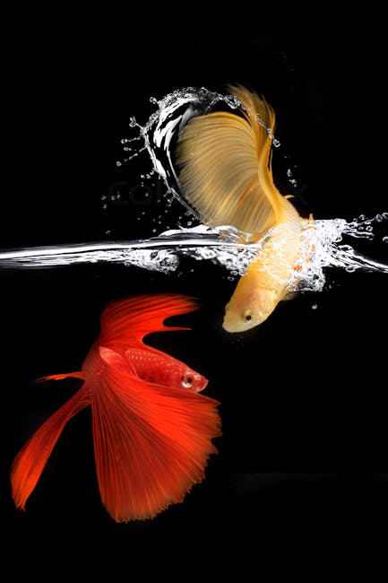 鬥魚
