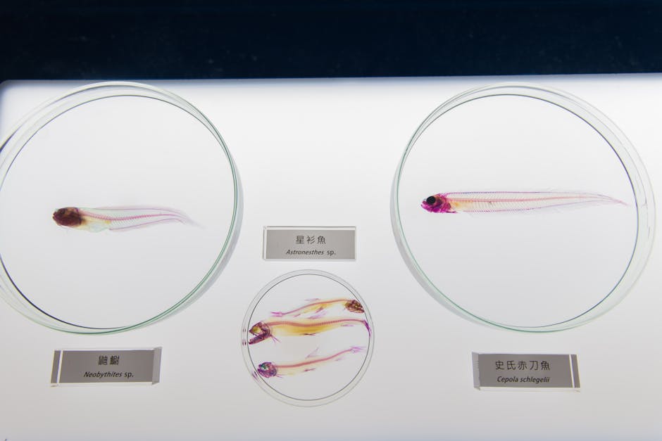 紅劍魚