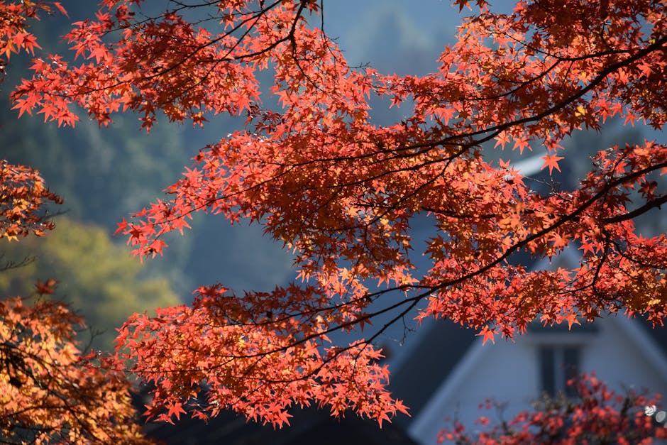 紅劍魚