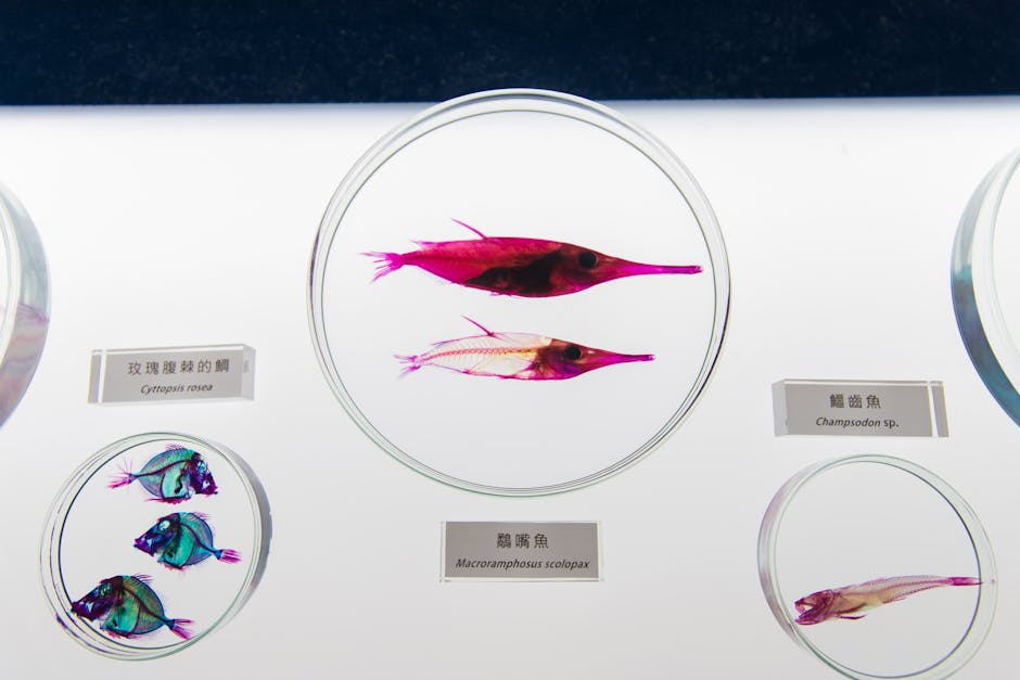 紅劍魚
