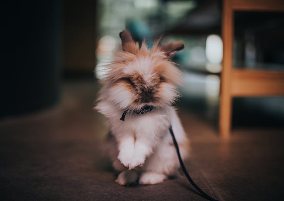 獅子兔