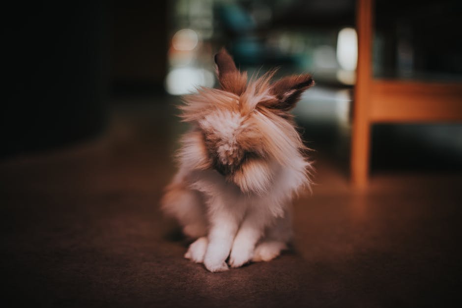 獅子兔
