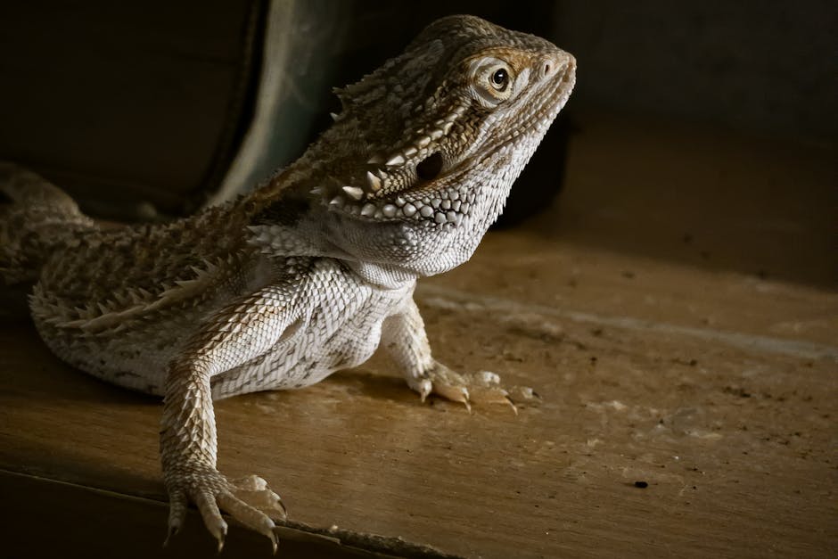 鬃獅蜥