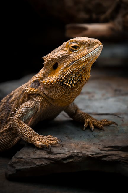 鬃獅蜥