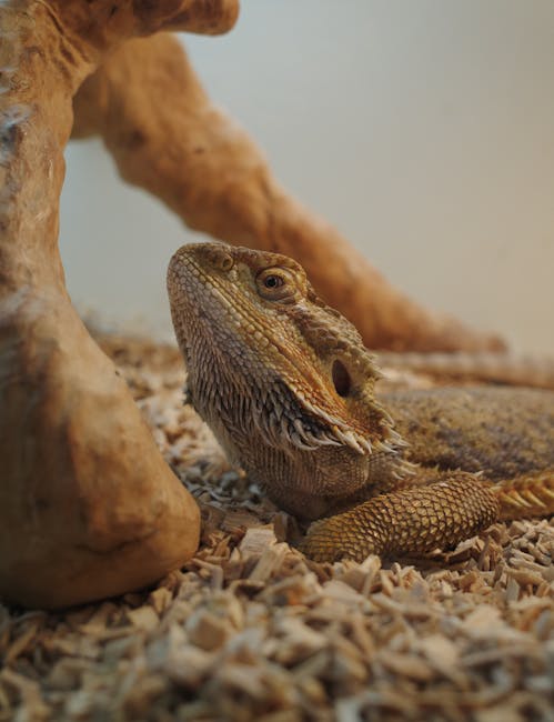 鬃獅蜥