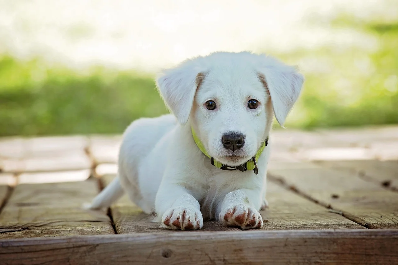 新界西北狗門安裝2026｜大型犬狗門安裝實測與經驗分享
