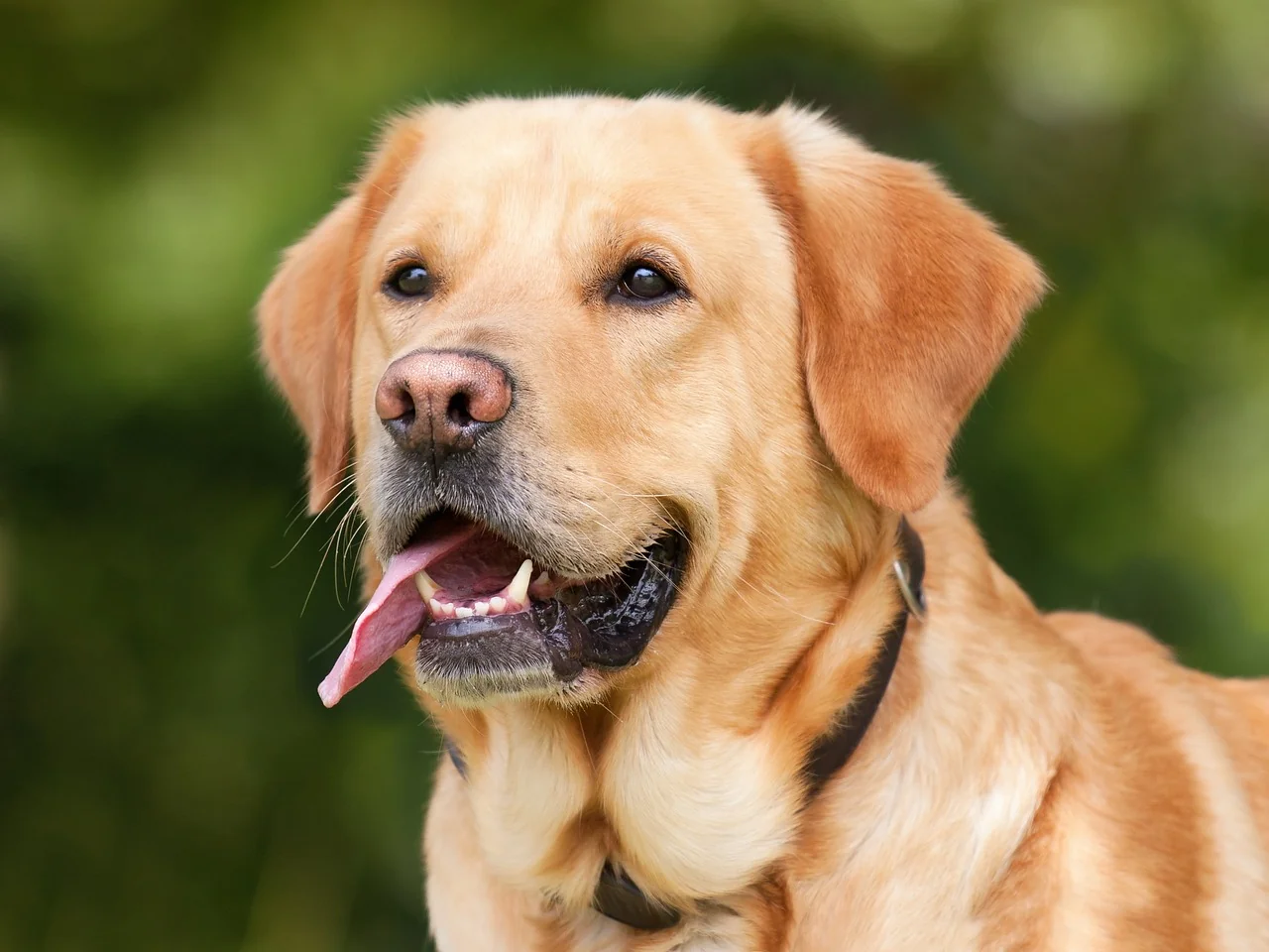 屯門狗門安裝2024｜大型犬寵物門尺寸與安裝教學