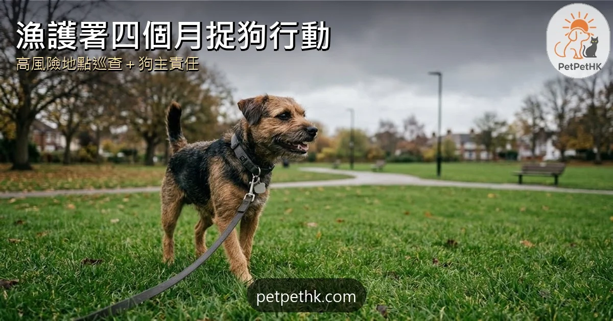 漁護署捉狗行動2026｜四個月高風險地點捕無人看管狗隻與狗主責任全解析