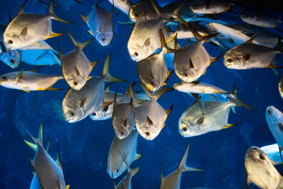 觀賞魚群游行為：為什麼魚會一起游動？【各地叫法】